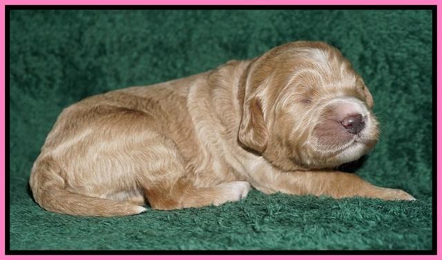 Bess Dempsey pups 1 wk old 31