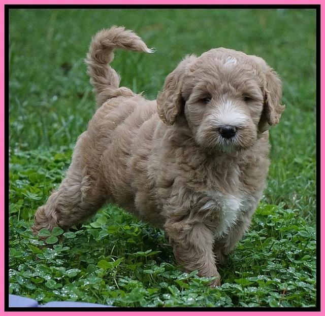 Bess Dempsey pups 6 wks old 11