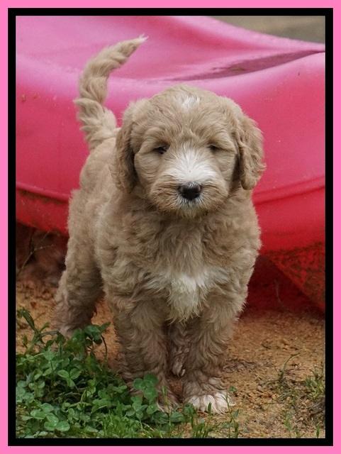 Bess Dempsey pups 6 wks old 31