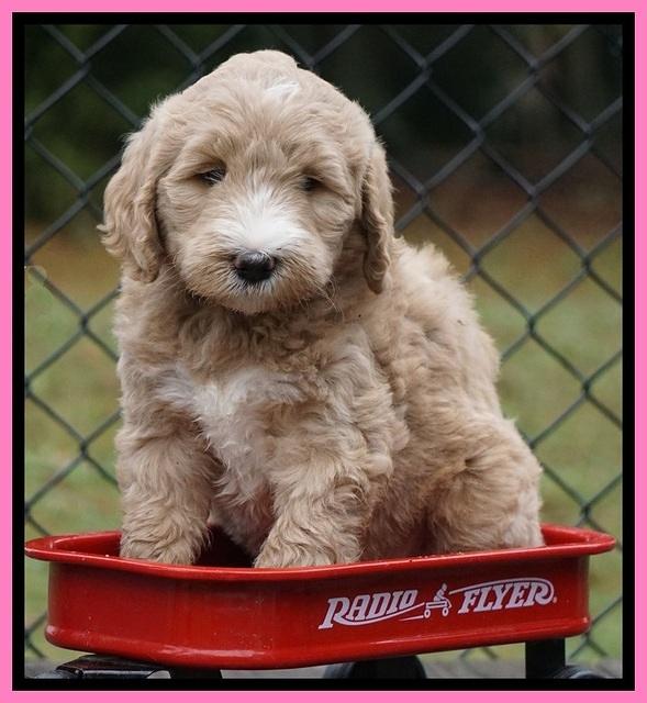 Bess Dempsey pups 6 wks old 51