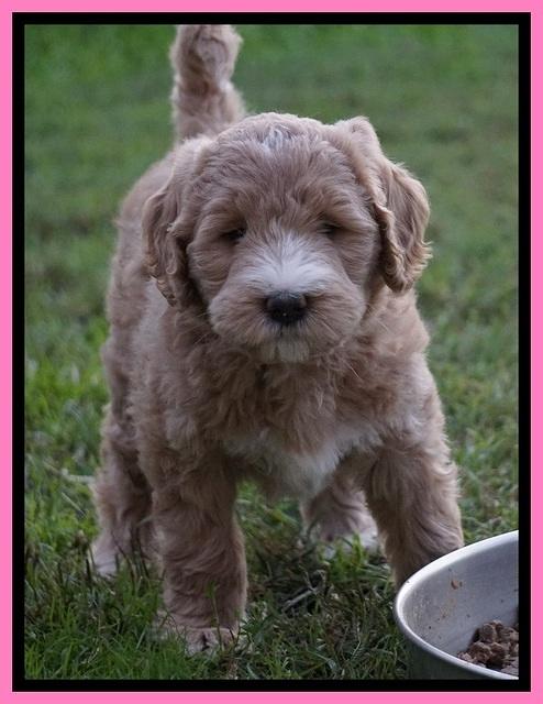 Bess Dempsey pups 7 wks old 51