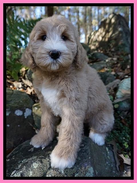 Bess Dempsey pups 8 wks old 1 004