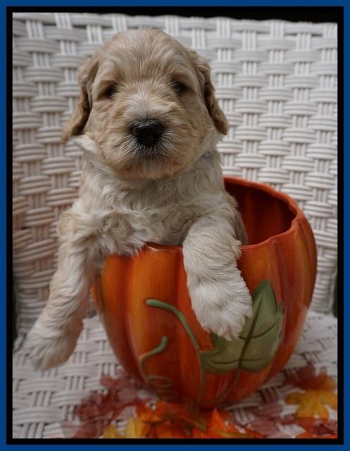 Bess Dempsey pups 4 wks old 5100