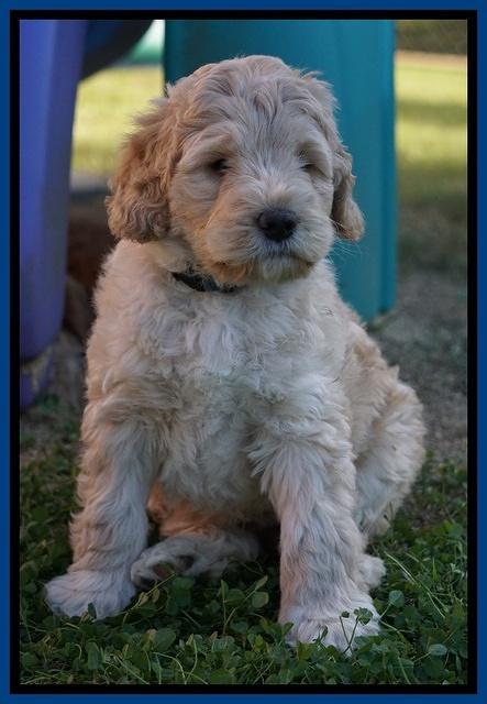 Bess Dempsey pups 7 wks old 71