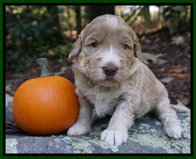Bess Dempsey pups 3 wks old 101