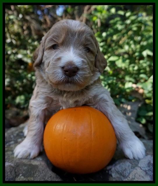 Bess Dempsey pups 3 wks old 121