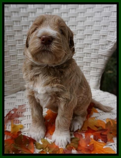 Bess Dempsey pups 4 wks old 10100