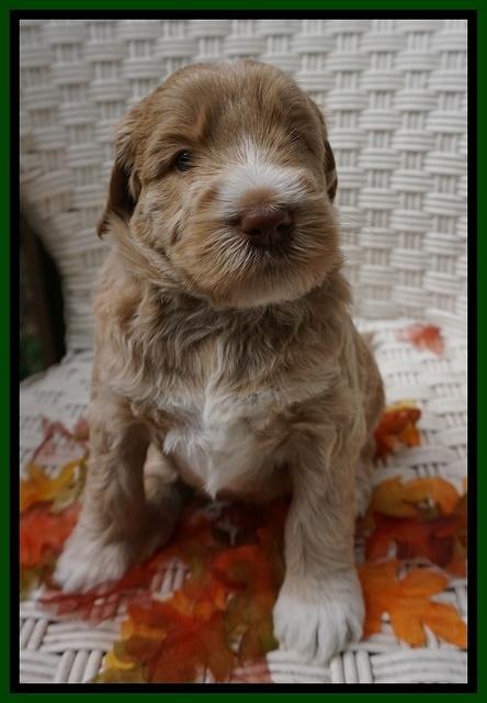 Bess Dempsey pups 4 wks old 11100