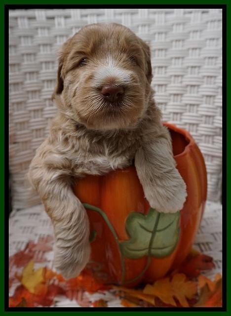 Bess Dempsey pups 4 wks old 12100