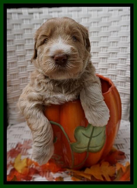 Bess Dempsey pups 4 wks old 9100