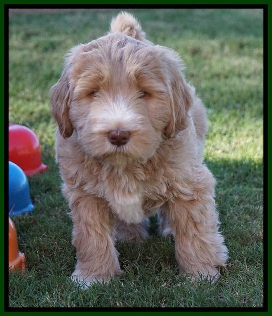 Bess Dempsey pups 7 wks old 131