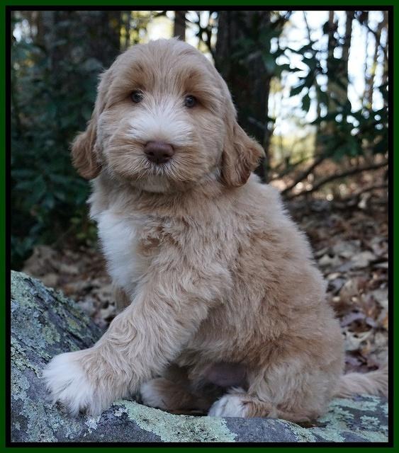 Bess Dempsey pups 8 wks old 3 013