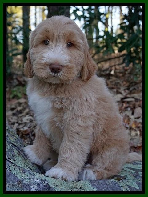 Bess Dempsey pups 8 wks old 3 015