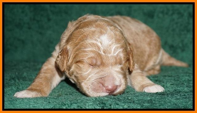 Bess Dempsey pups 1 wk old 111