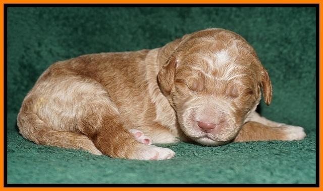 Bess Dempsey pups 1 wk old 121