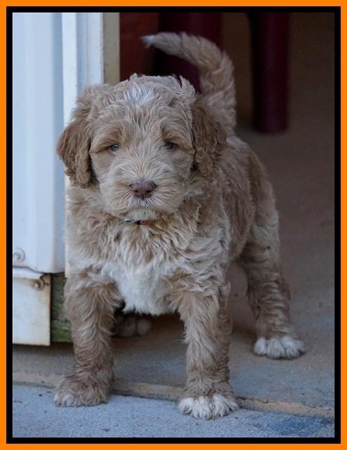 Bess Dempsey pups 5 wks old 201