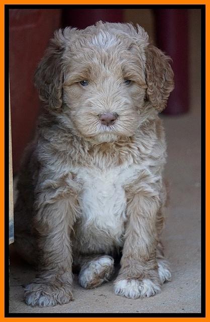 Bess Dempsey pups 5 wks old 221