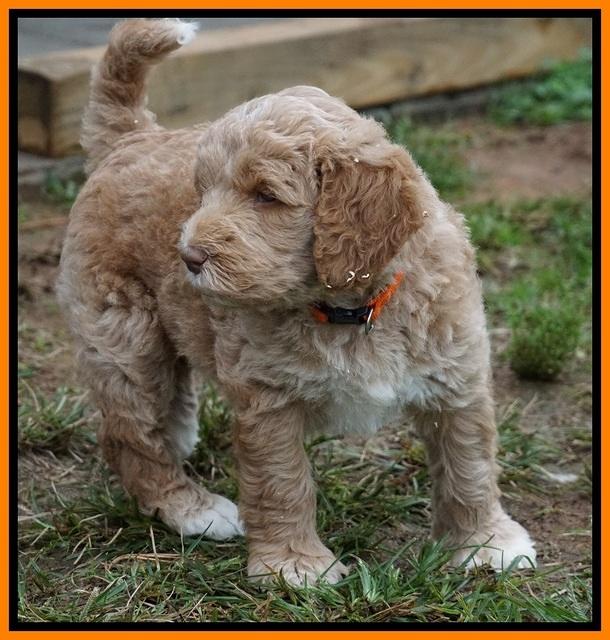 Bess Dempsey pups 6 wks old 301