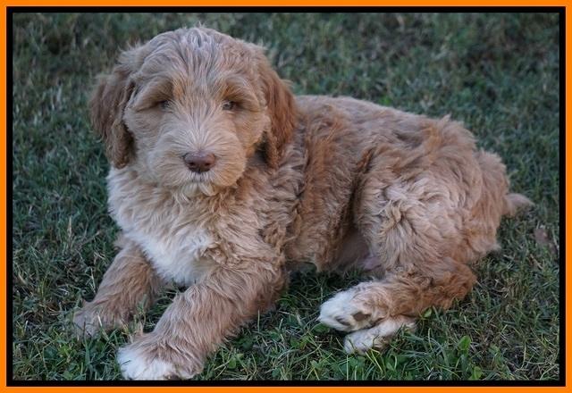 Bess Dempsey pups 7 wks old 281