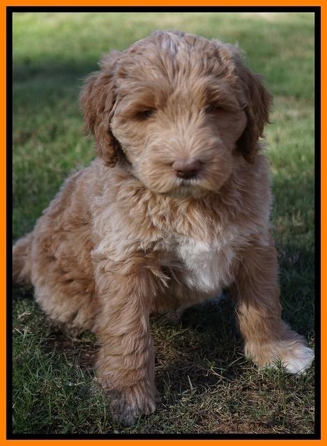 Bess Dempsey pups 7 wks old 291