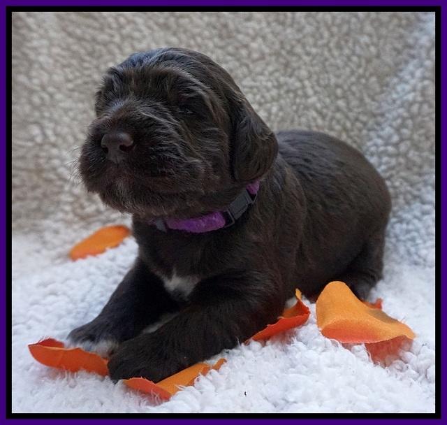 Bess Dempsey pups 2 wks old 18100