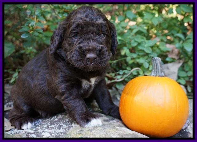 Bess Dempsey pups 3 wks old 231
