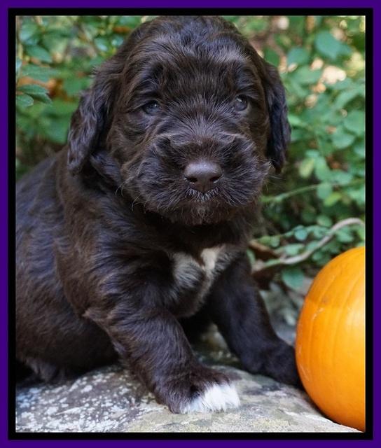 Bess Dempsey pups 3 wks old 241