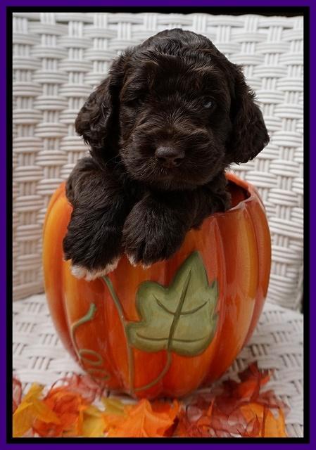 Bess Dempsey pups 4 wks old 24100