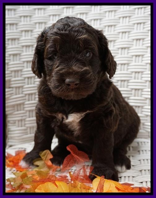 Bess Dempsey pups 4 wks old 25100