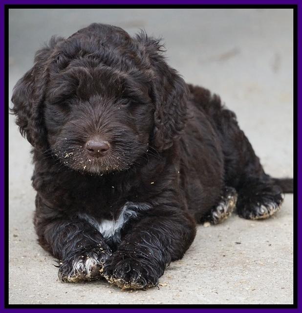 Bess Dempsey pups 6 wks old 211