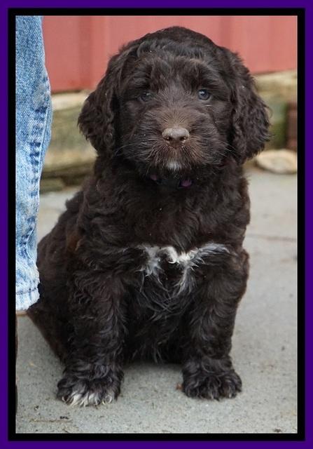 Bess Dempsey pups 6 wks old 261