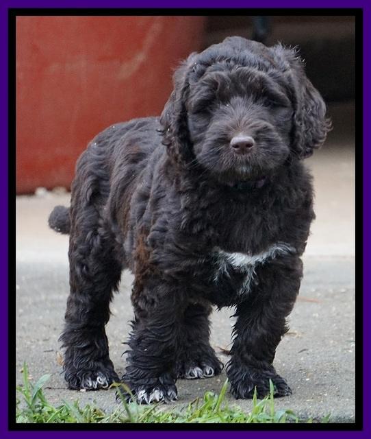 Bess Dempsey pups 6 wks old 281