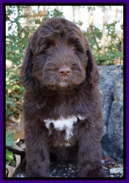 Bess Dempsey pups 8 wks old 1 041