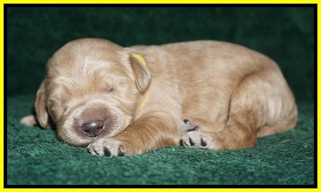 Bess Dempsey pups 1 wk old 161