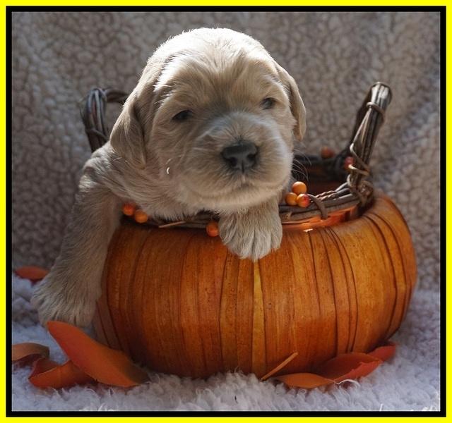 Bess Dempsey pups 2 wks old 19100
