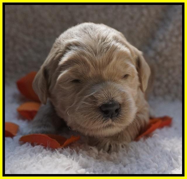 Bess Dempsey pups 2 wks old 21100