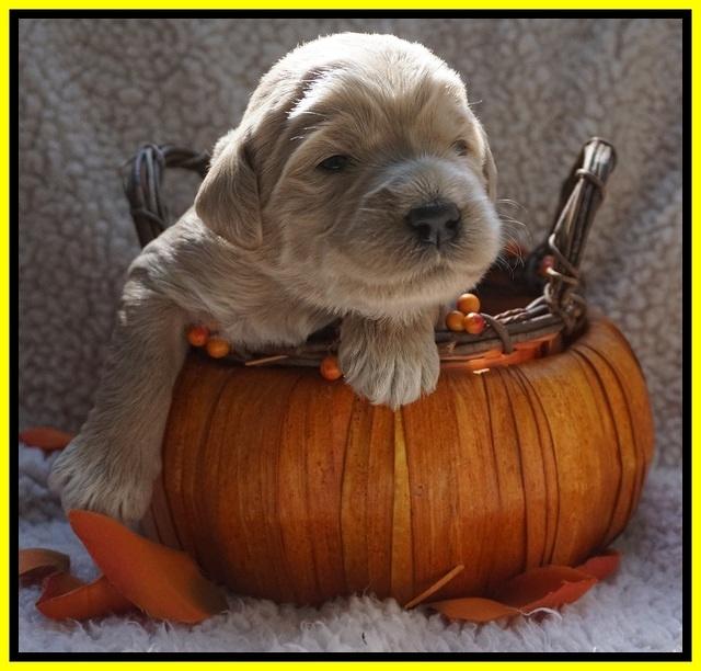 Bess Dempsey pups 2 wks old 22100