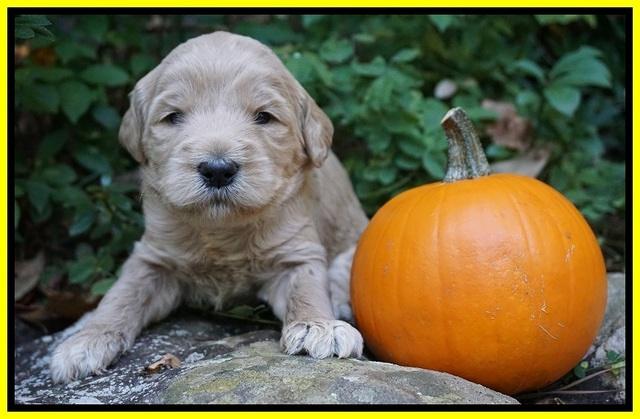 Bess Dempsey pups 3 wks old 271