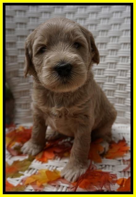 Bess Dempsey pups 4 wks old 27100