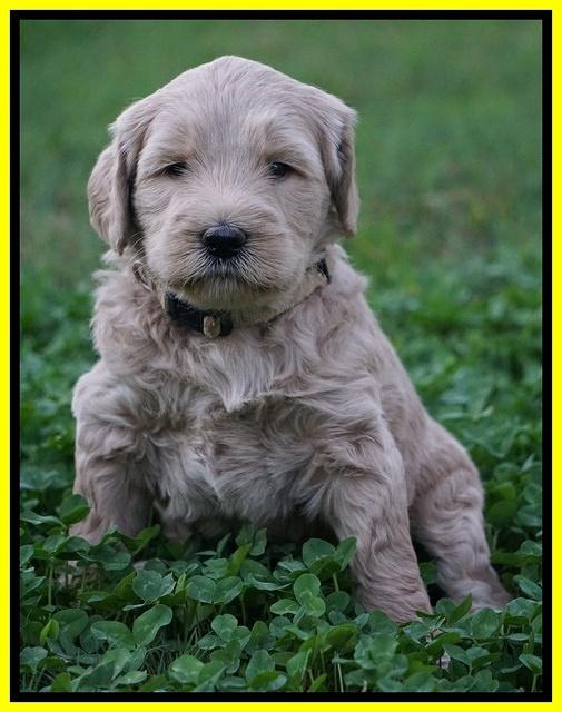 Bess Dempsey pups 5 wks old 301