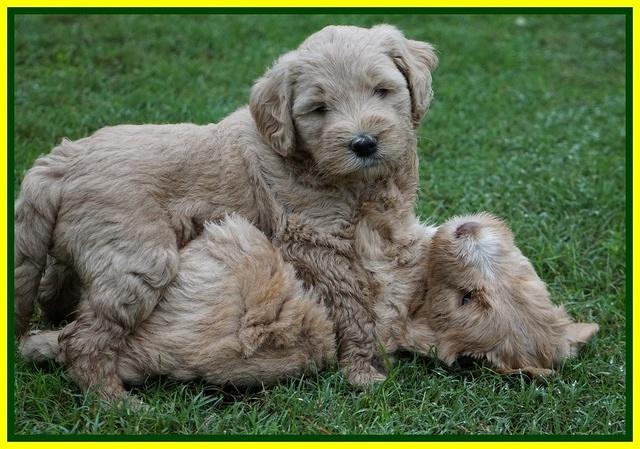 Bess Dempsey pups 6 wks old 341