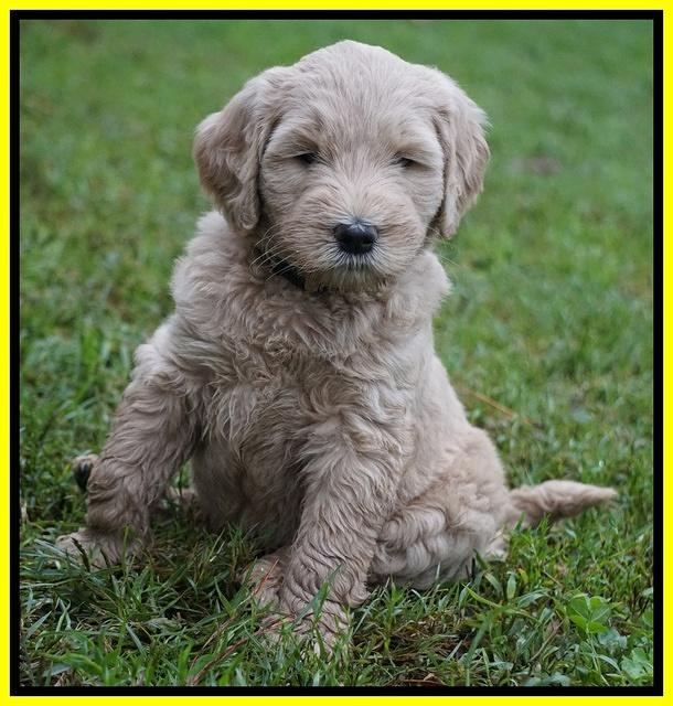 Bess Dempsey pups 6 wks old 391