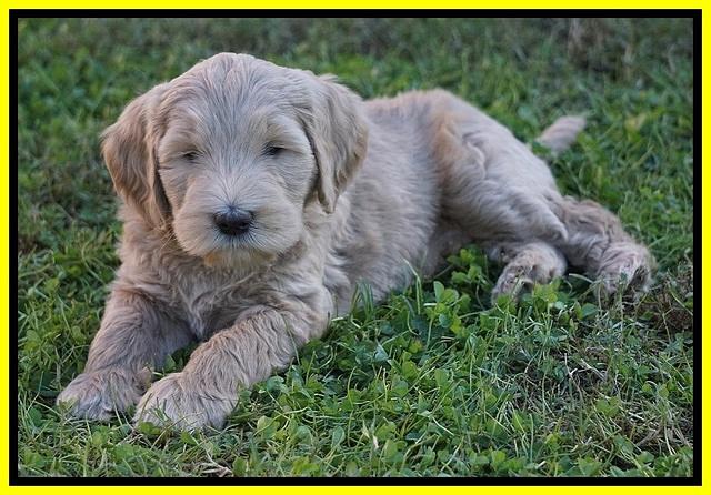 Bess Dempsey pups 7 wks old 311