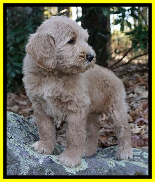 Bess Dempsey pups 8 wks old 3 041