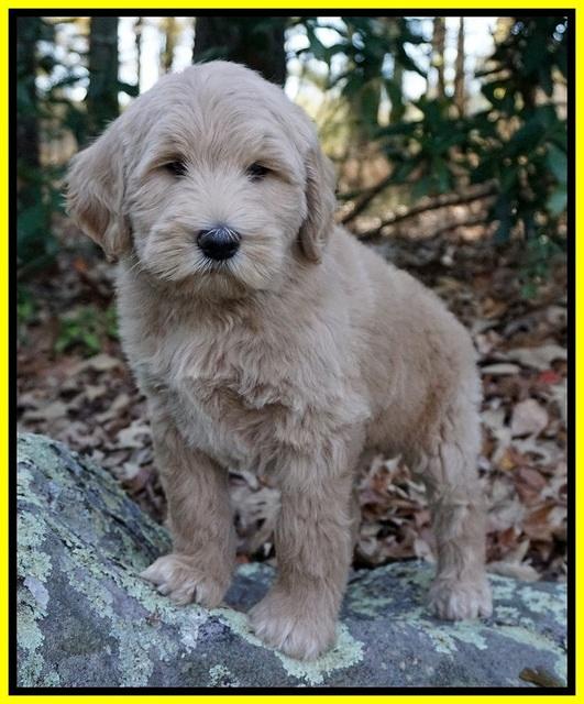 Bess Dempsey pups 8 wks old 3 044