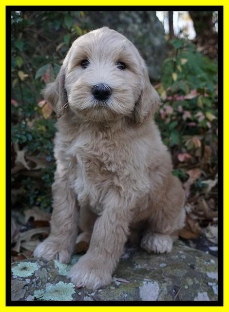 Bess Dempsey pups 8 wks old 3 049