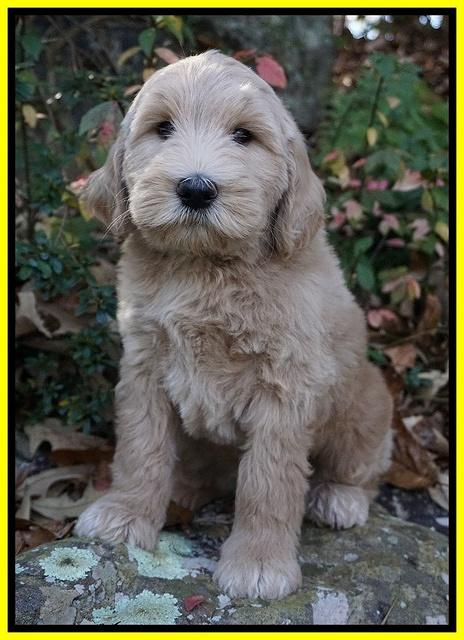 Bess Dempsey pups 8 wks old 3 056