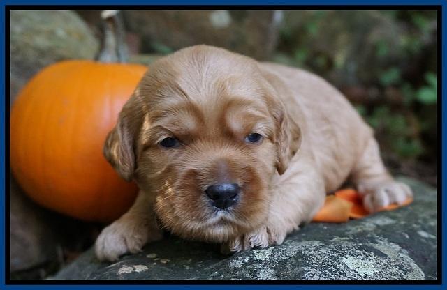 Elie Blaze pups 2 wks old 11