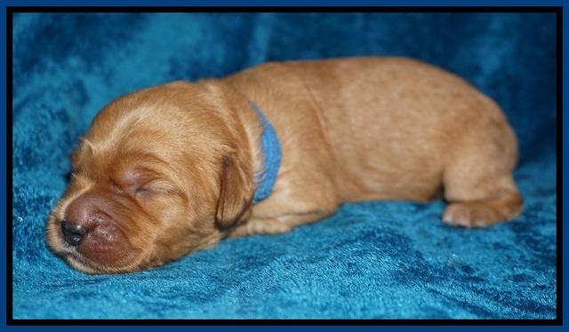 Ellie Blaze pups 1 wk old 21