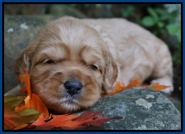 Ellie Blaze pups 3 wks old 21